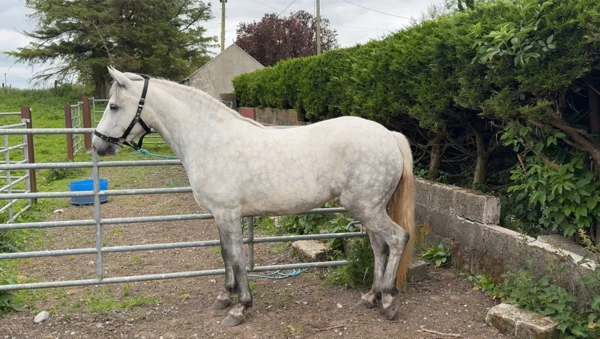 Class 1 Connemara Pony - Image 1