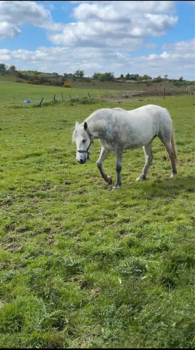 Class 1 Connemara Pony - Image 2