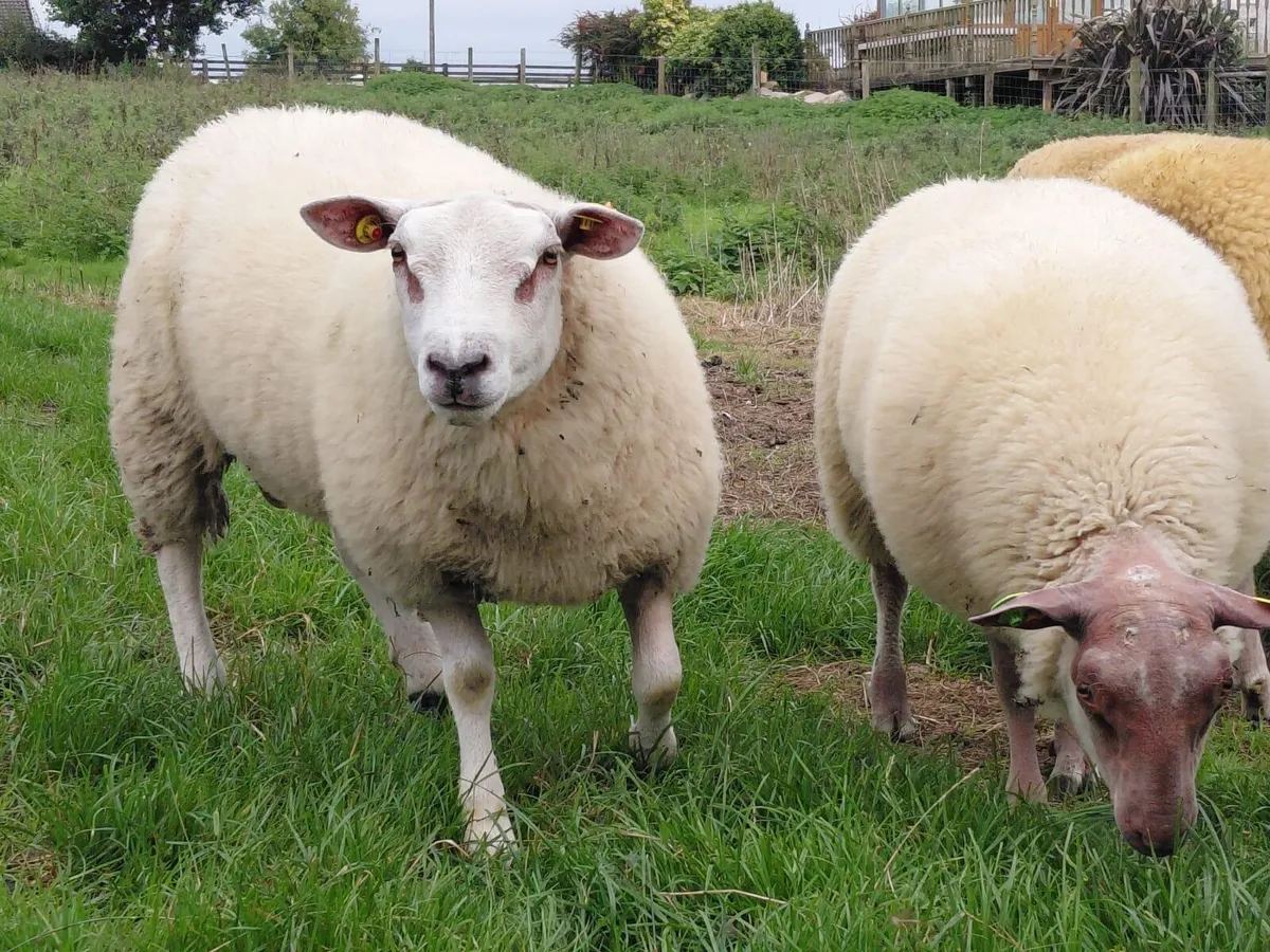 PBR rouge ram lambs and routex - Image 4