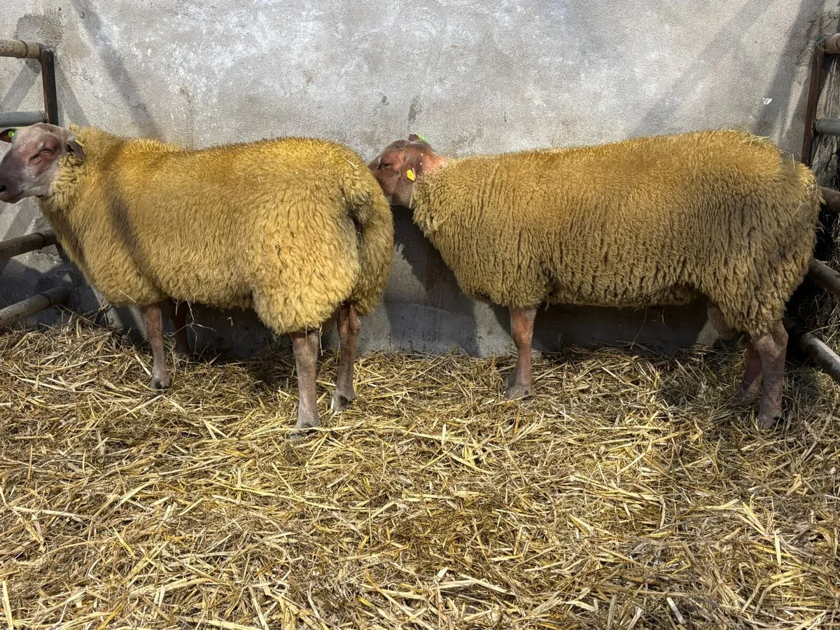 PBR rouge ram lambs and routex - Image 2