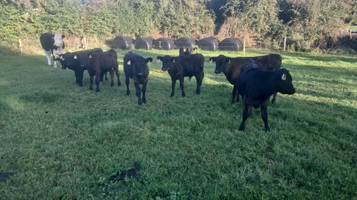 Angus bull weanlings - Image 2