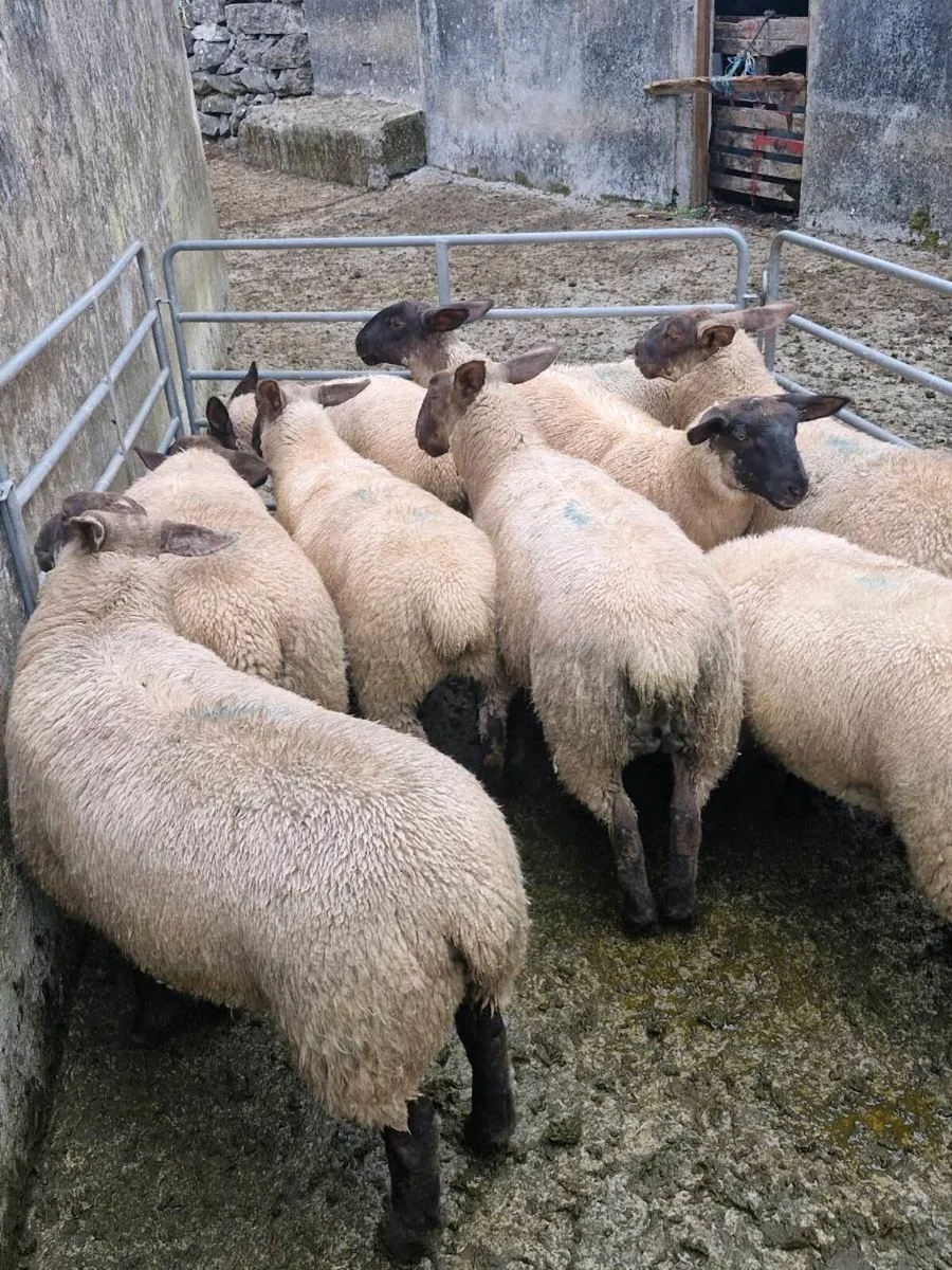 Suffolk sheep ewe lambs - Image 1