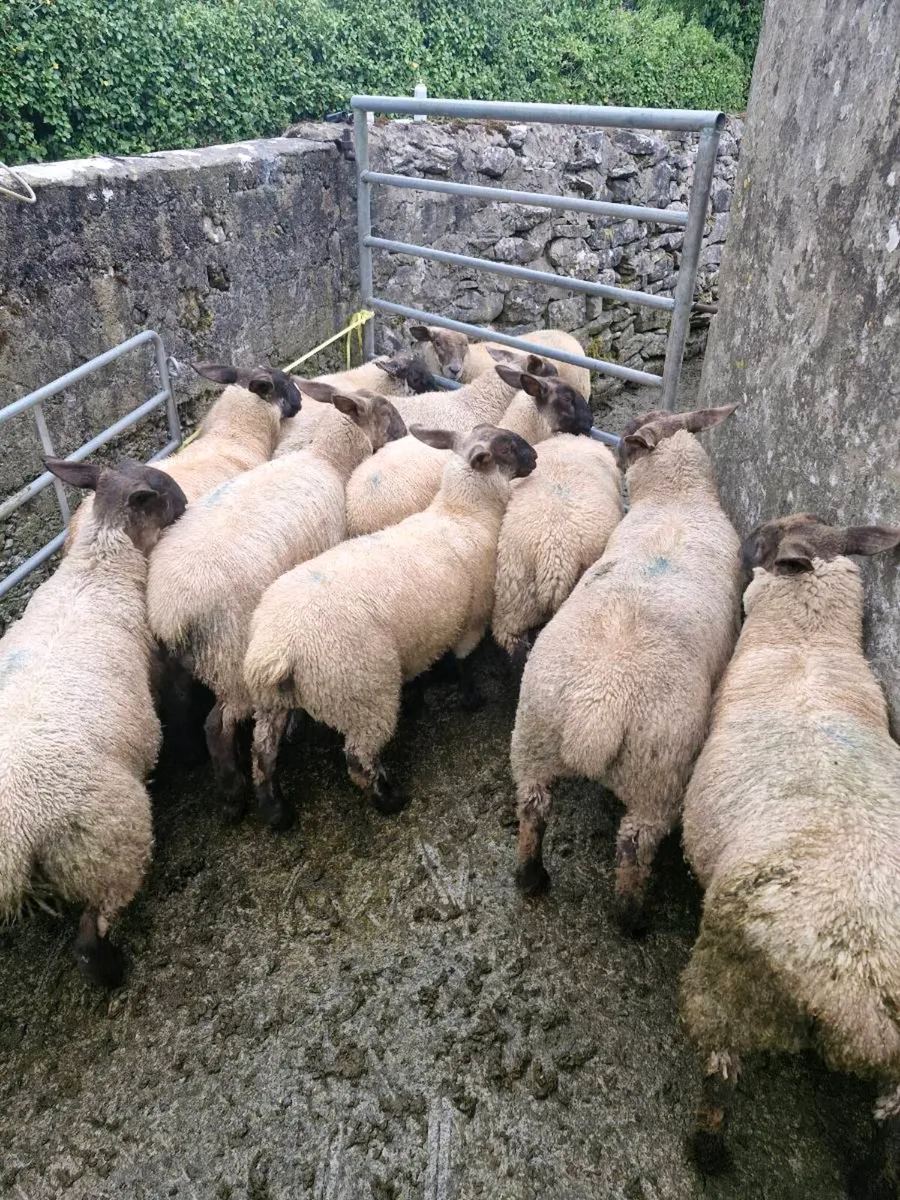 Suffolk sheep ewe lambs - Image 2