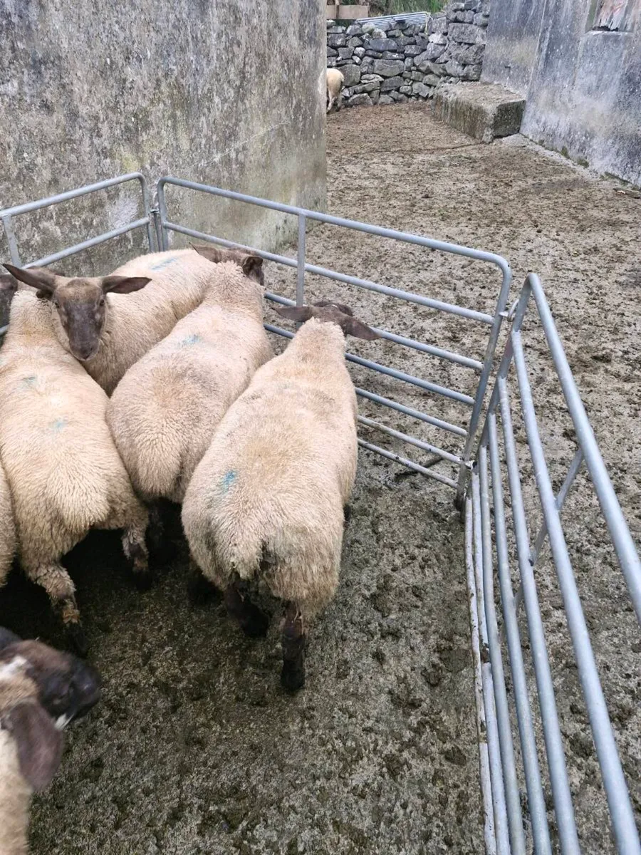 Suffolk sheep ewe lambs - Image 3