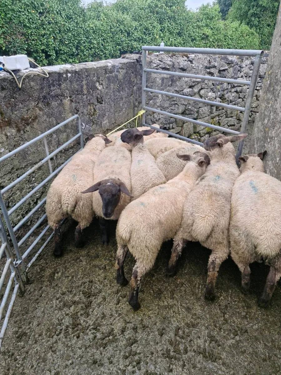 Suffolk sheep ewe lambs - Image 4