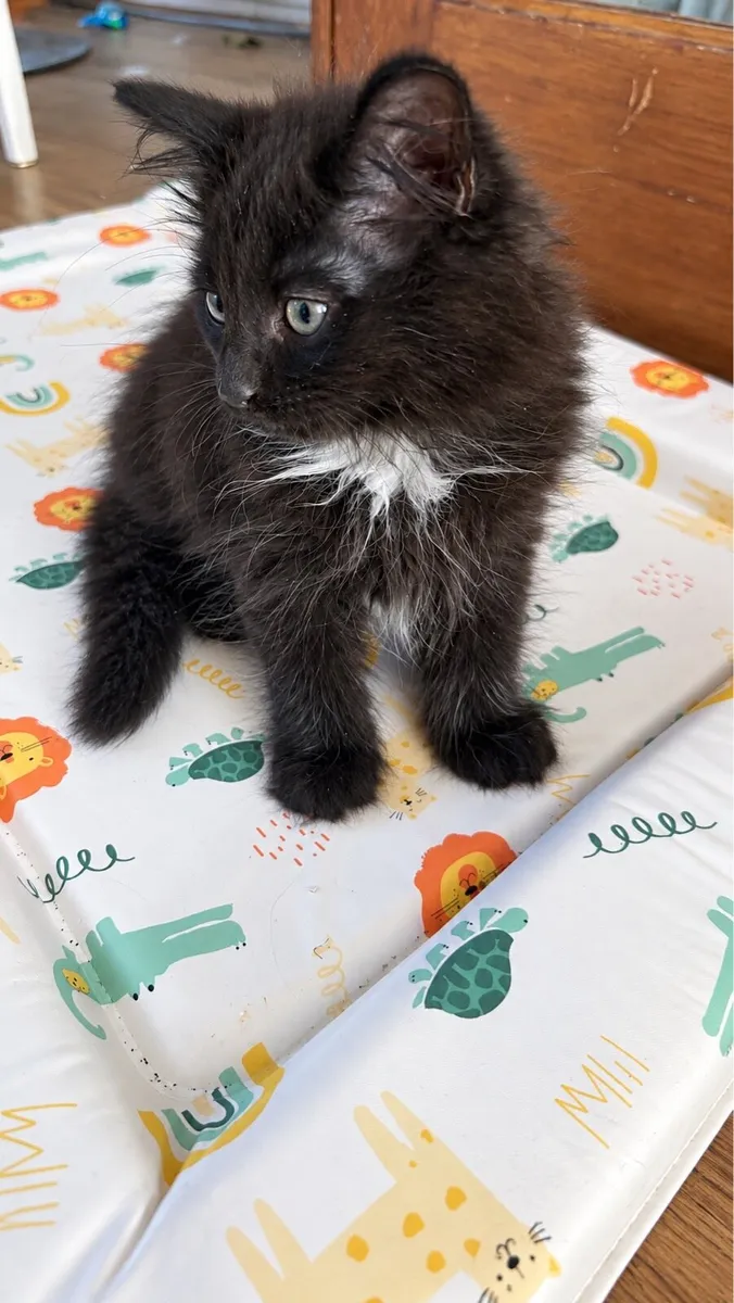 Black fluffy kittens - Image 2