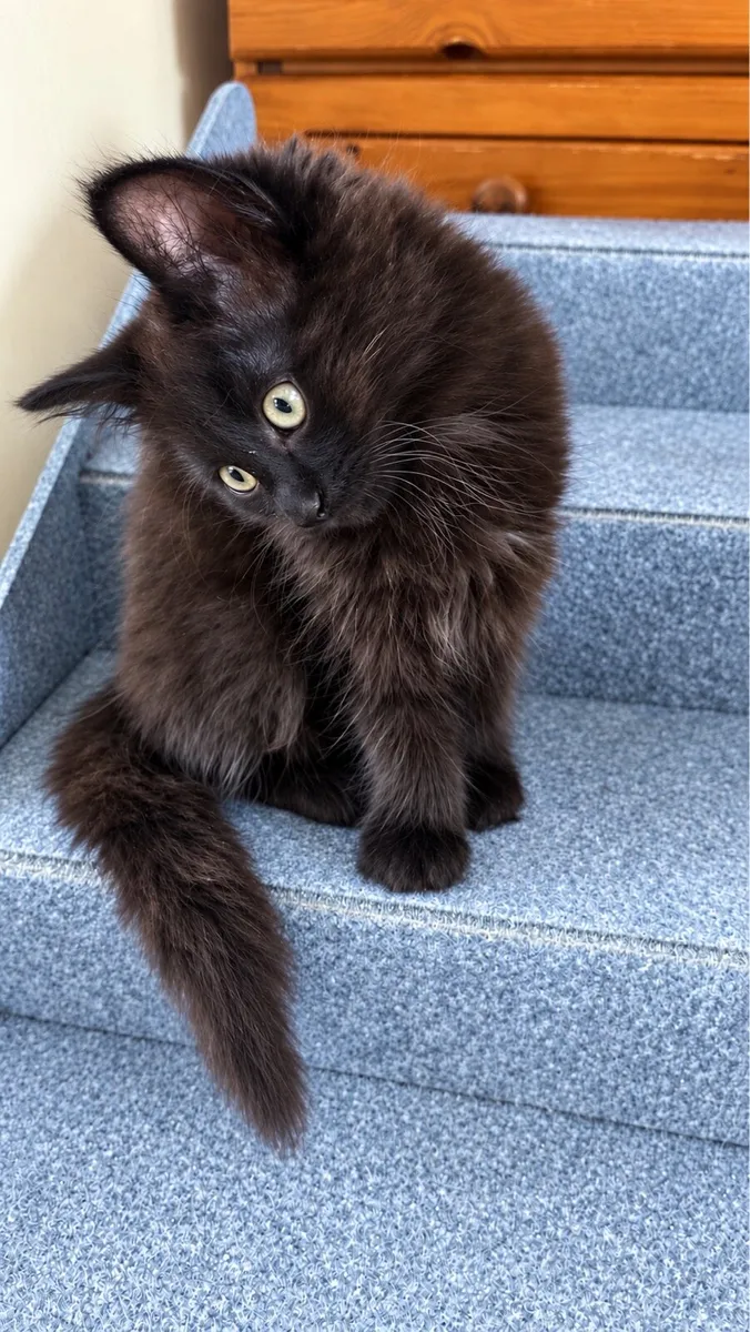 Black fluffy kittens - Image 1