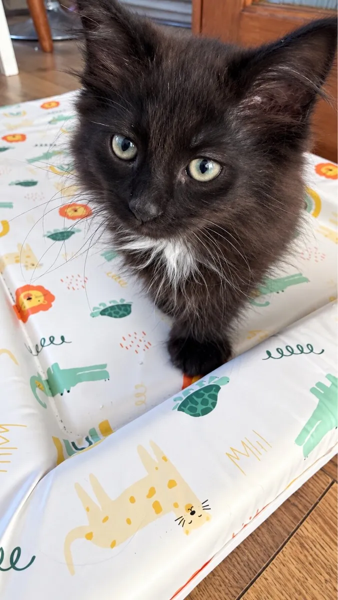 Black fluffy kittens - Image 3
