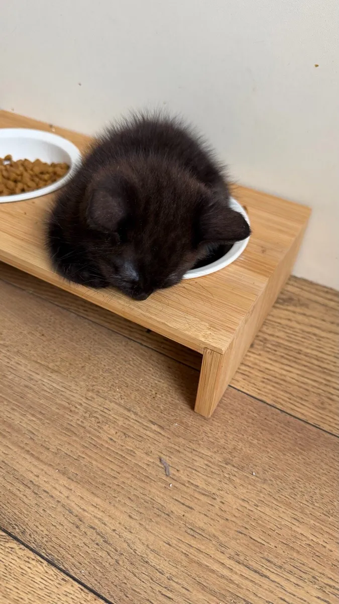 Black fluffy kittens - Image 4