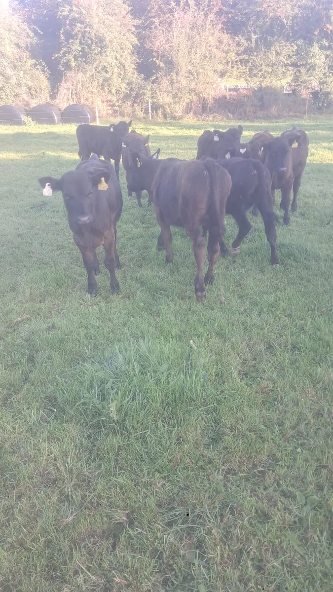 Angus bull weanlings - Image 3