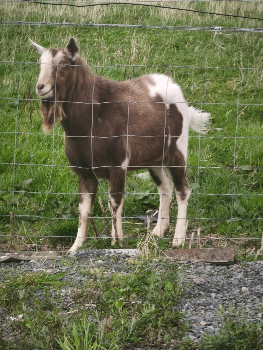 Billy goat - Image 2