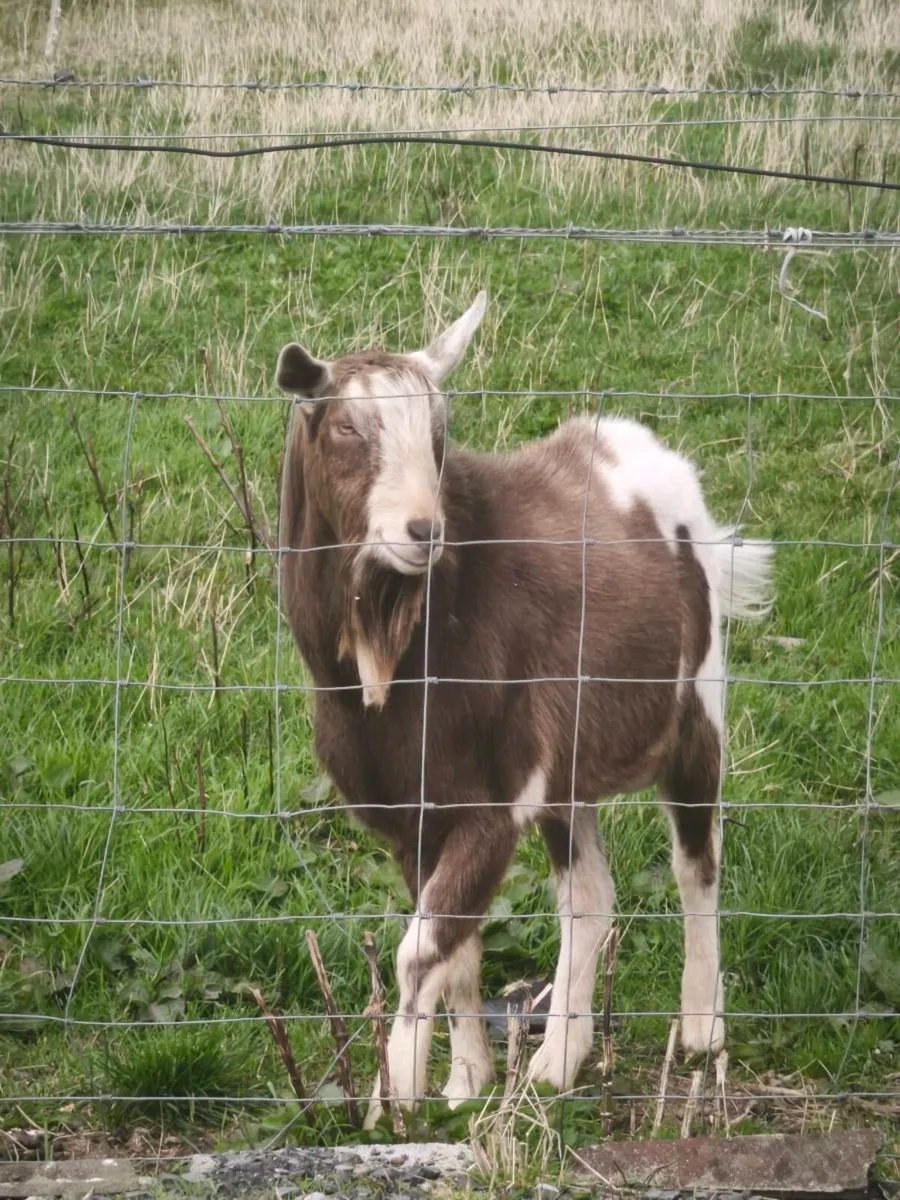 Billy goat - Image 3