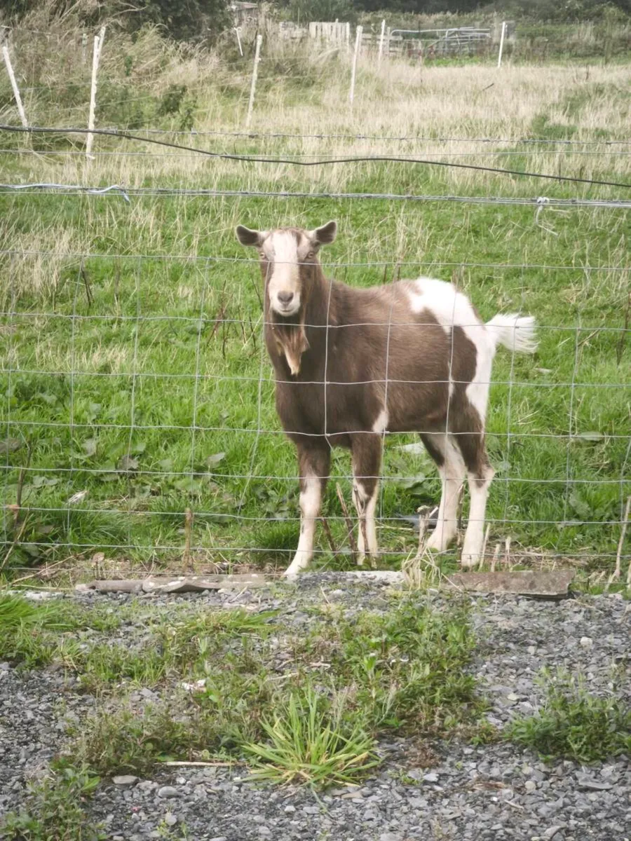 Billy goat - Image 1