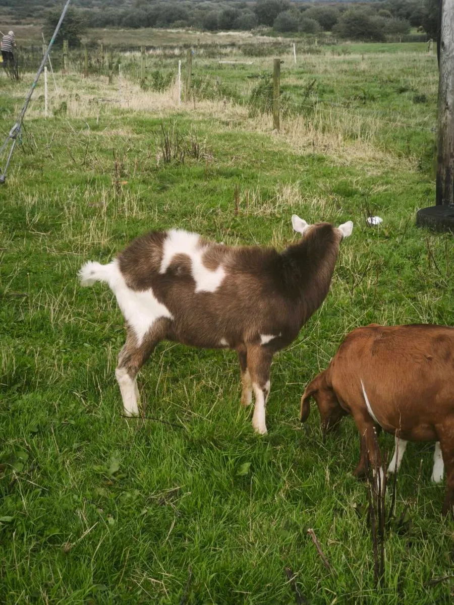 Billy goat - Image 4