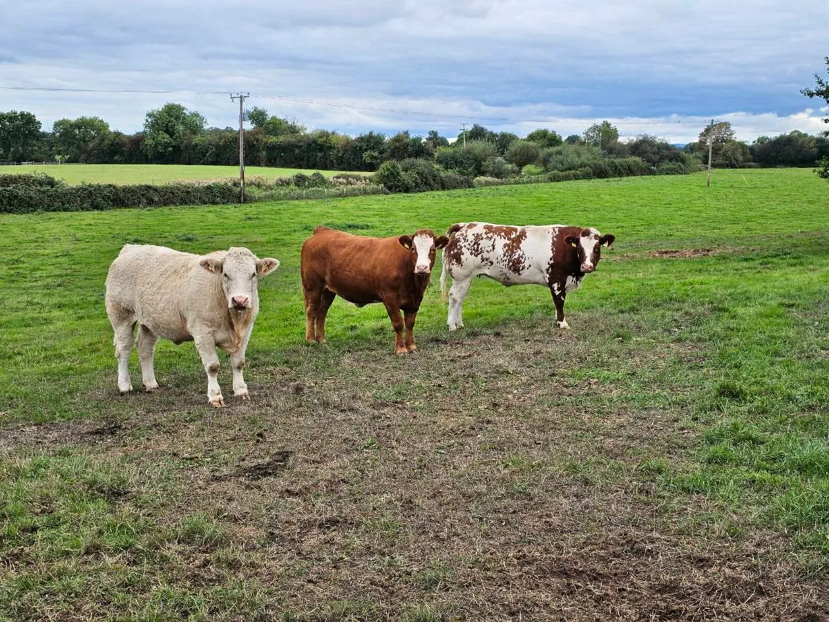 Superb Incalf Heifers - Image 1