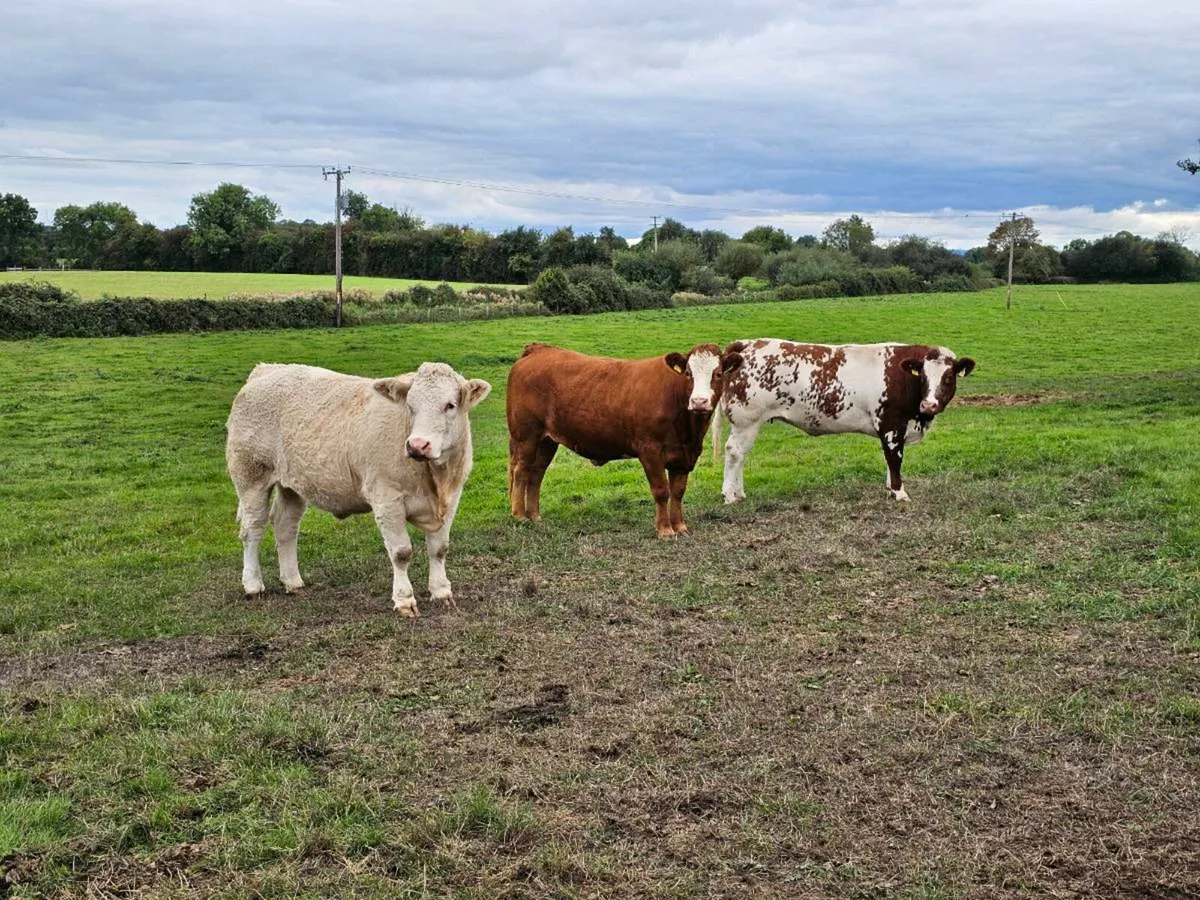 Superb Incalf Heifers - Image 2