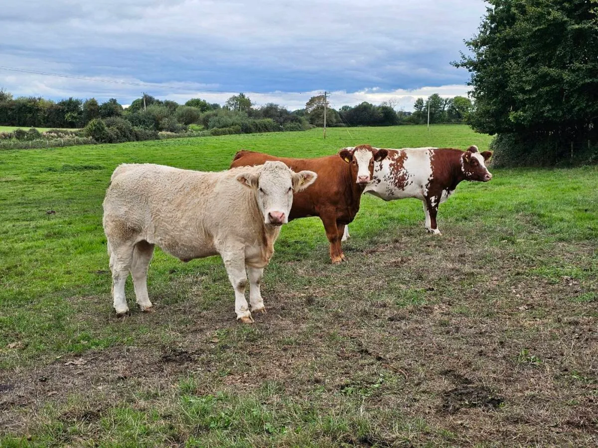 Superb Incalf Heifers - Image 3