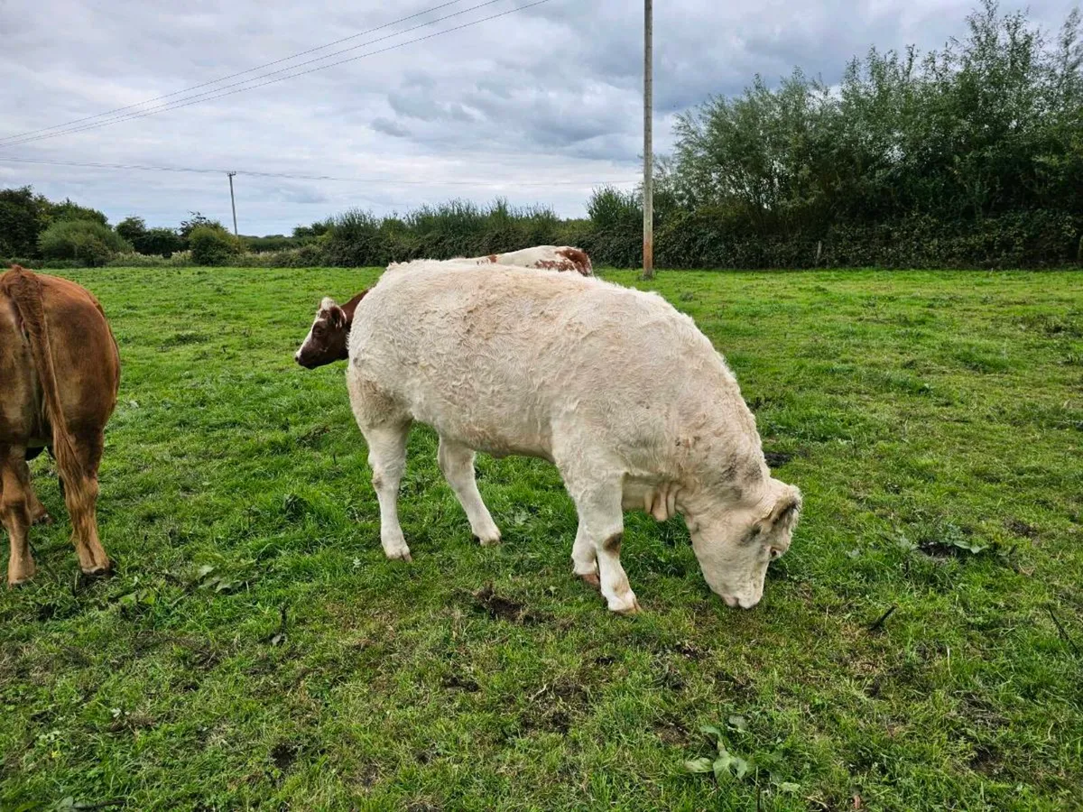 Superb Incalf Heifers - Image 4