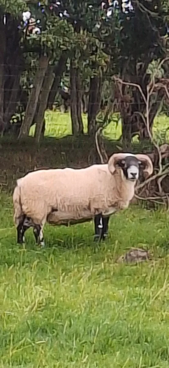 2yro Blackfaced Ram - Image 2