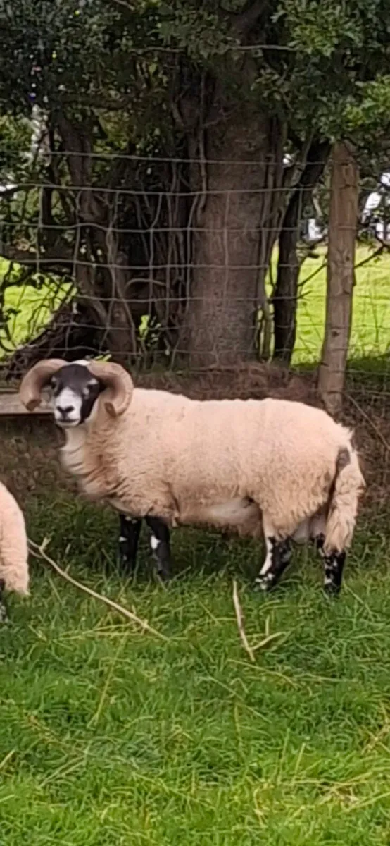 2yro Blackfaced Ram - Image 1