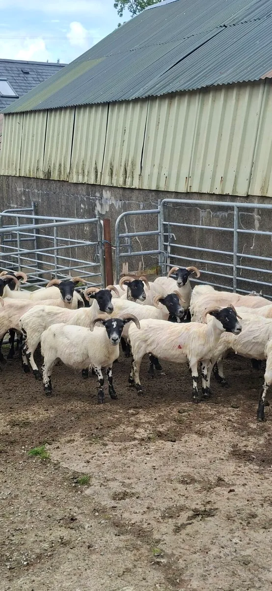 2yro Blackfaced Ram - Image 3