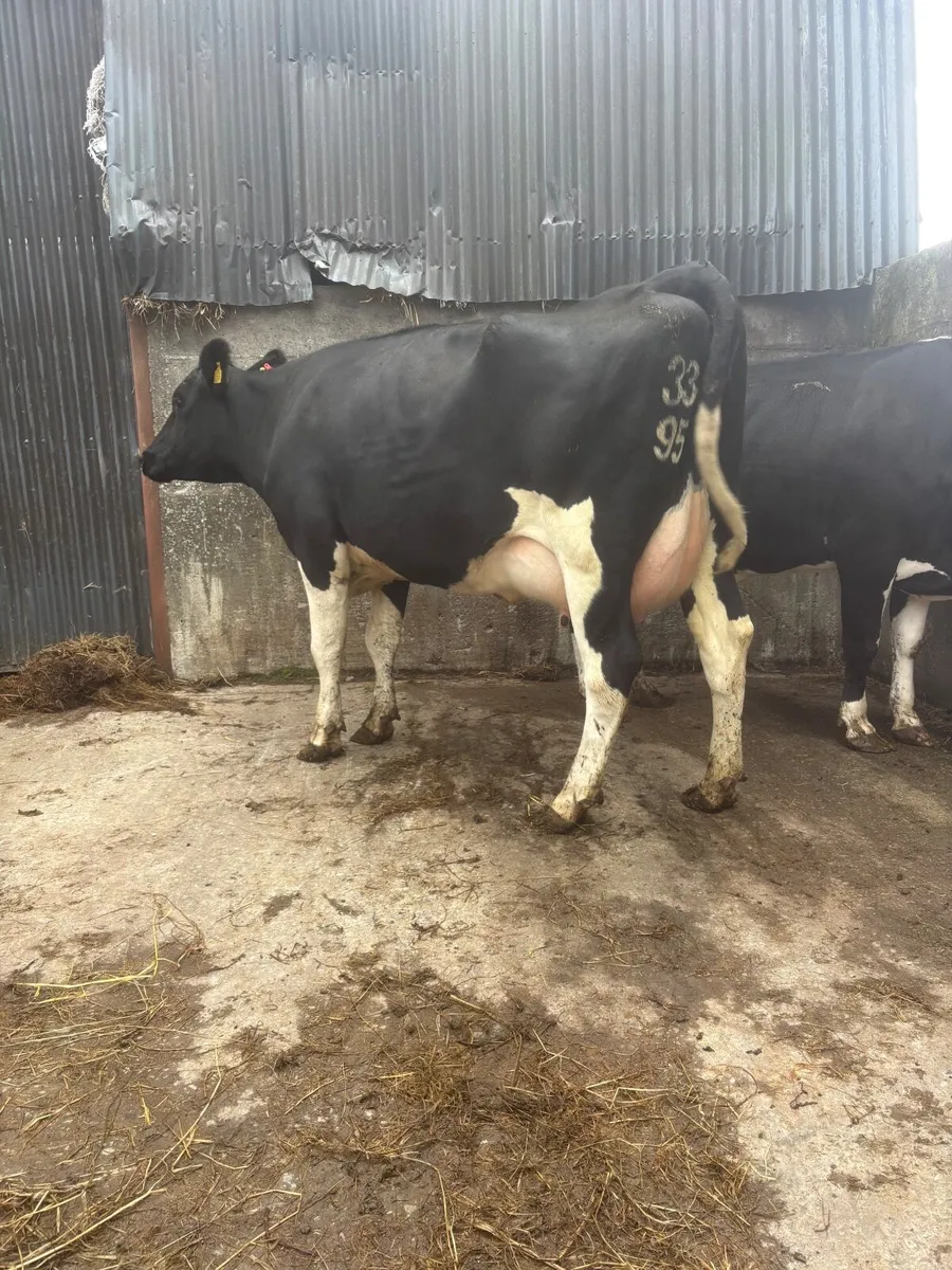 FRESHLY CALVED SECOND CALVERS - Image 1