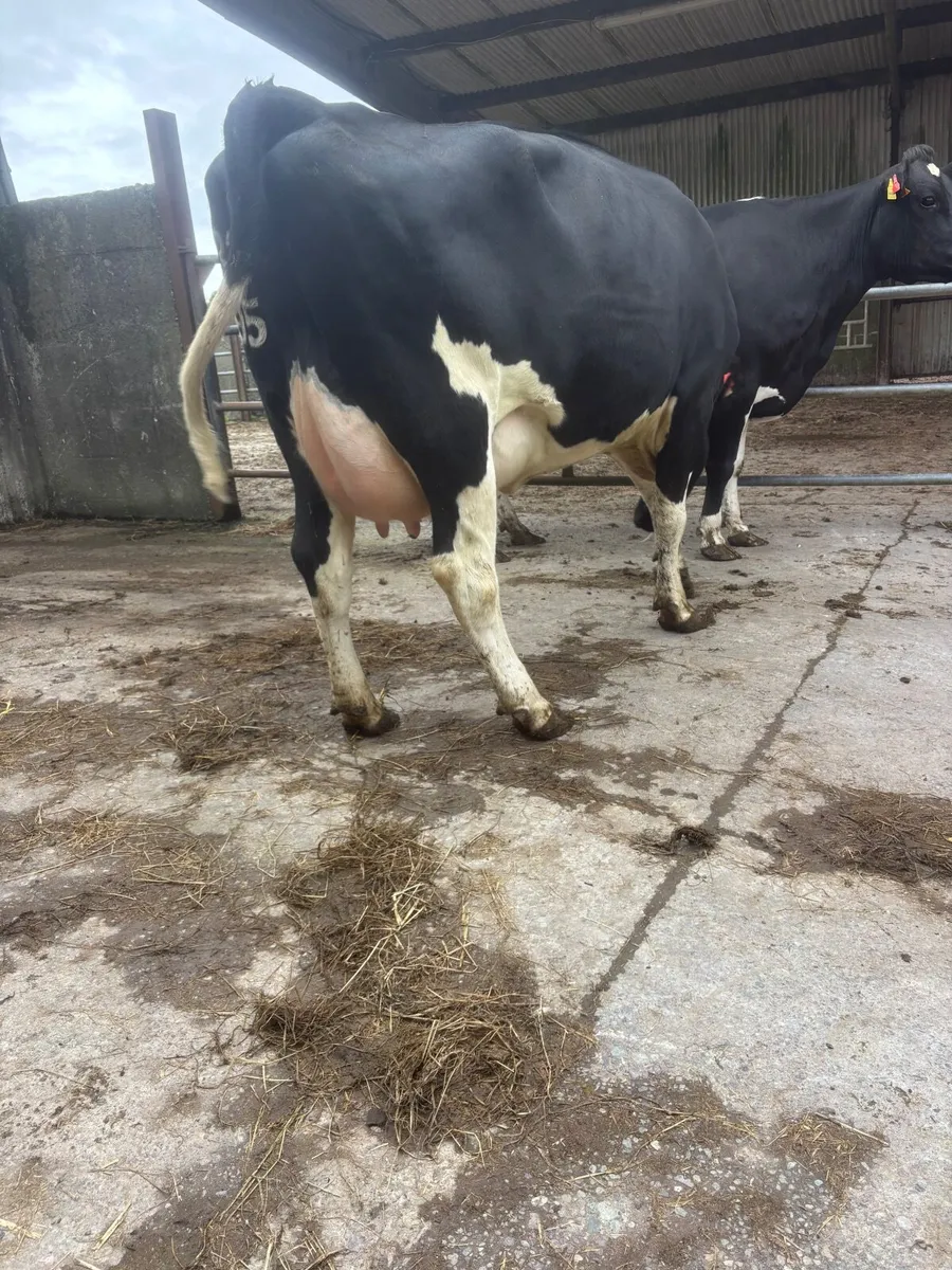 FRESHLY CALVED SECOND CALVERS - Image 2