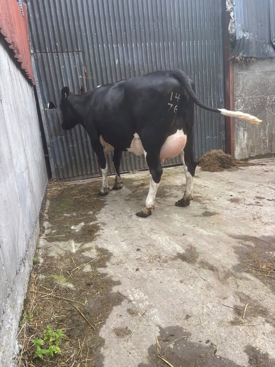 FRESHLY CALVED SECOND CALVERS - Image 3