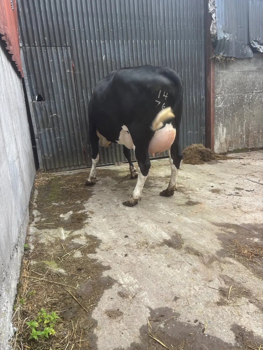 FRESHLY CALVED SECOND CALVERS - Image 4
