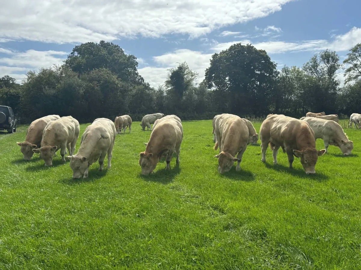 Blonde Bulls - Image 2