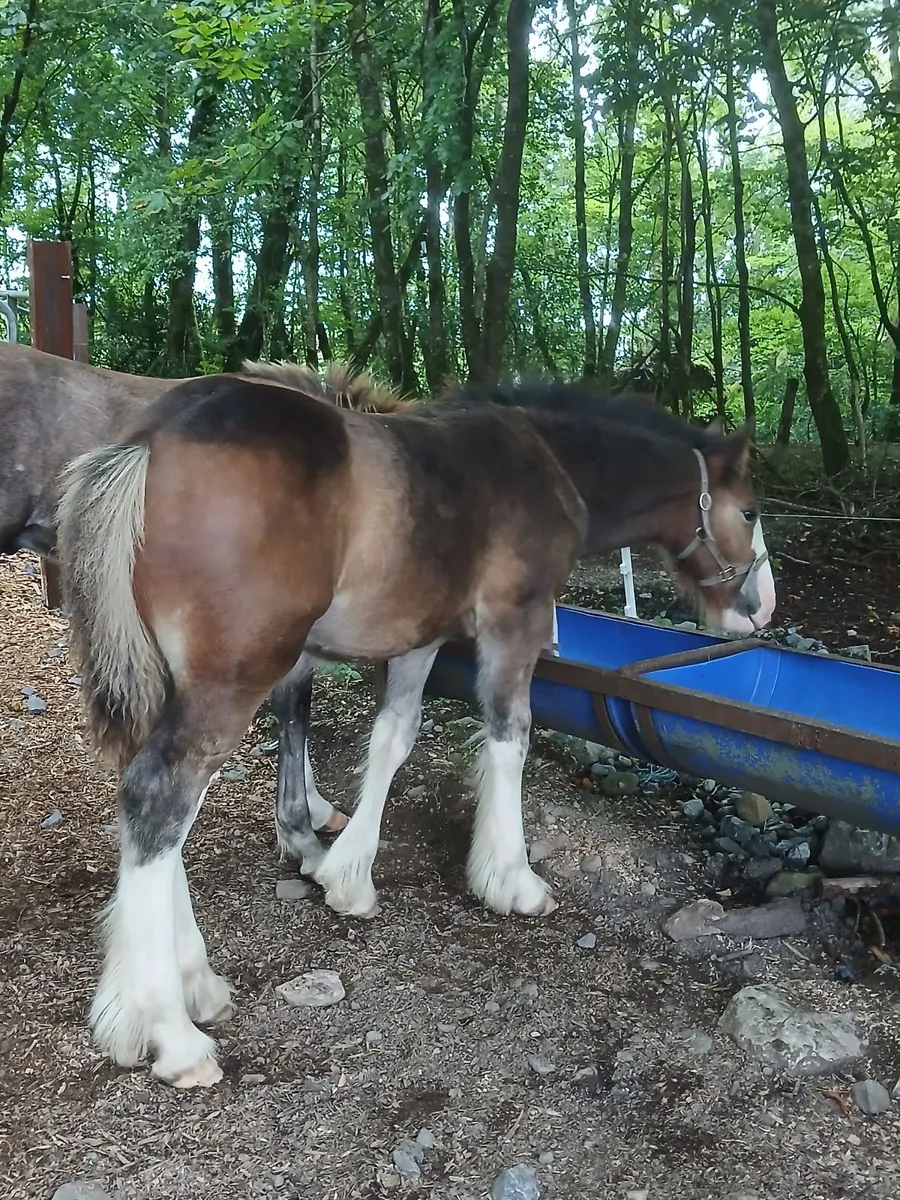 Colt foal - Image 1