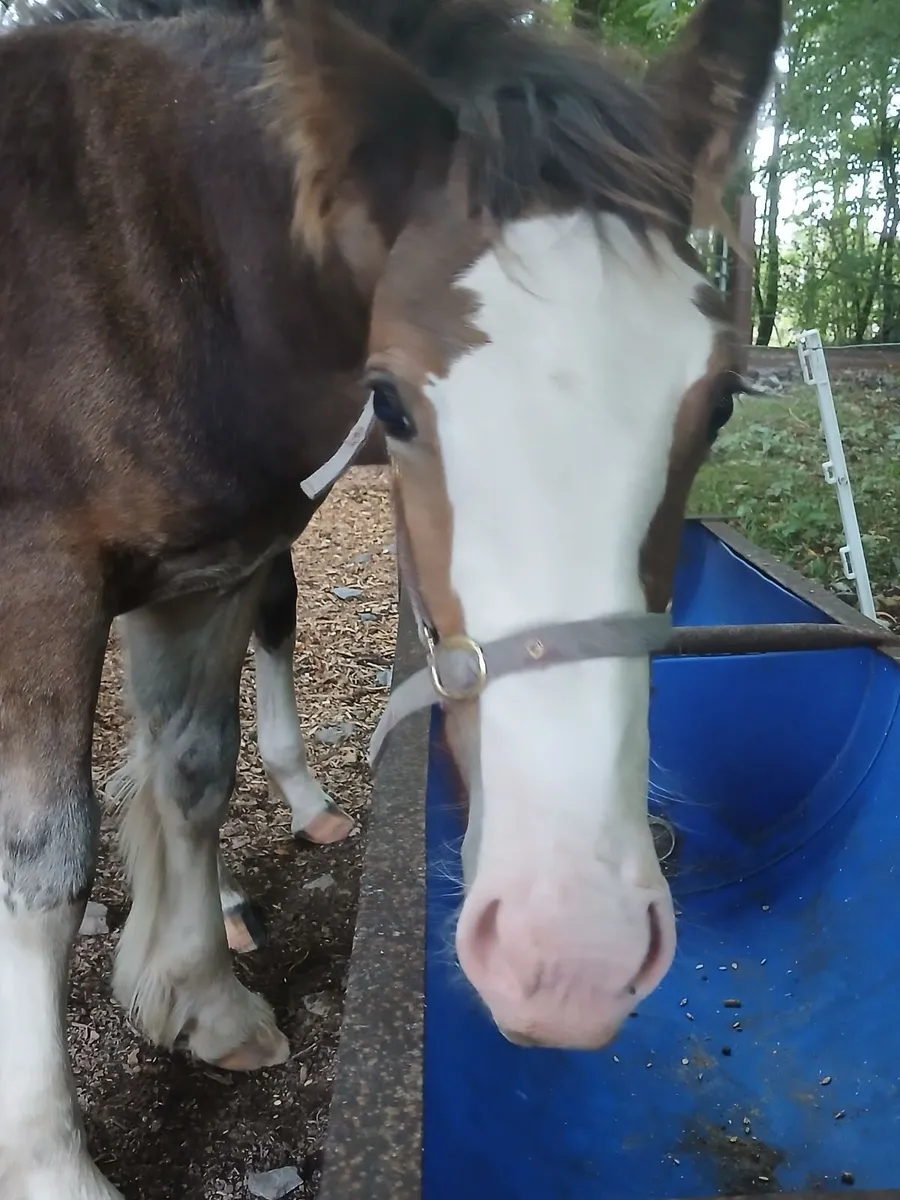 Colt foal - Image 2