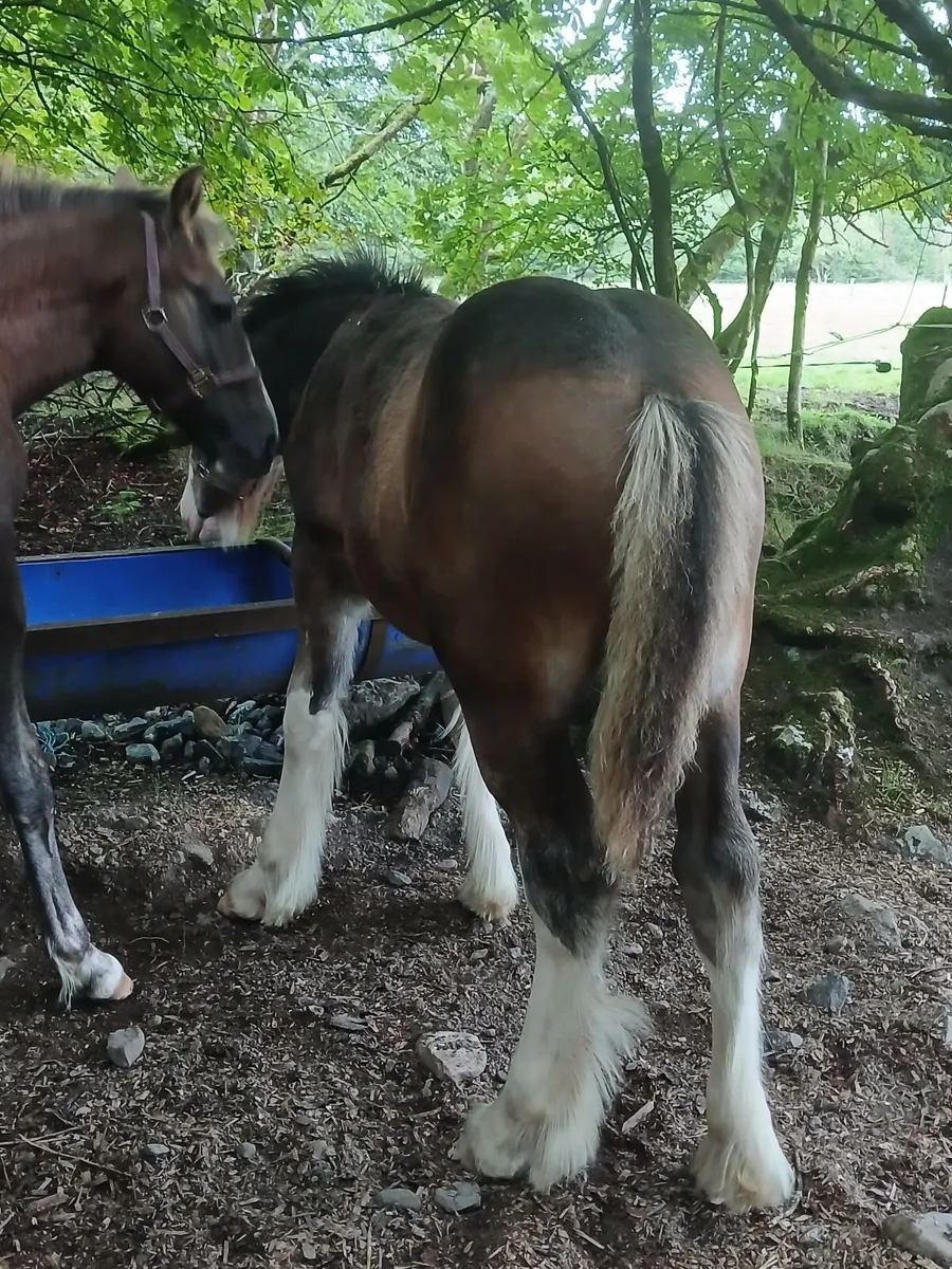 Colt foal - Image 3