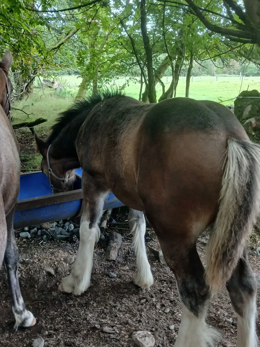 Colt foal - Image 4