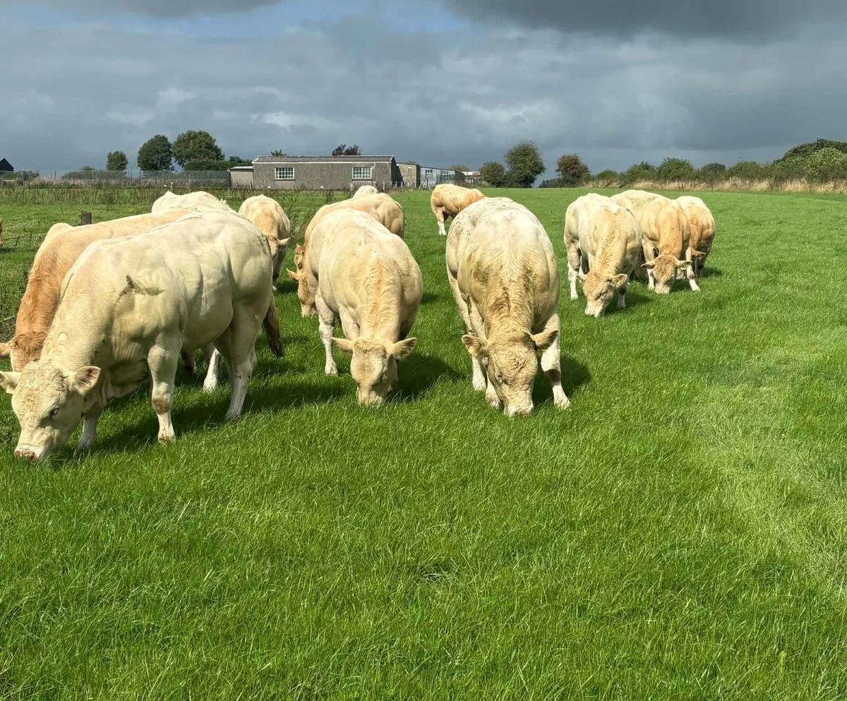 Blonde Bulls - Image 1