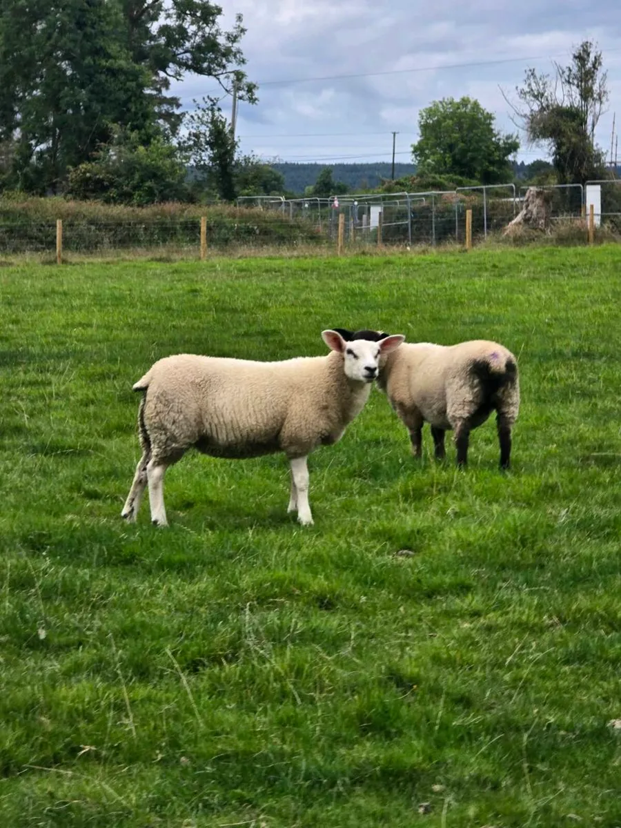 Ewe Lambs - Image 1