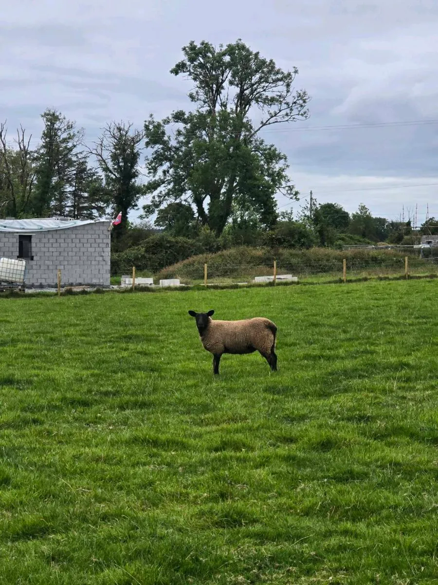 Ewe Lambs - Image 2