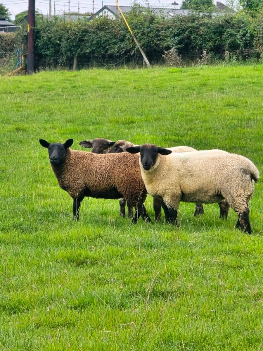 Ewe Lambs - Image 3