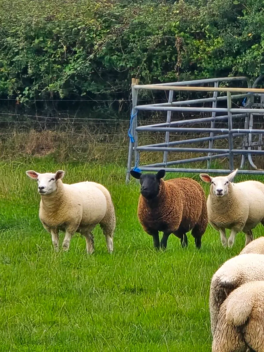 Ewe Lambs - Image 4