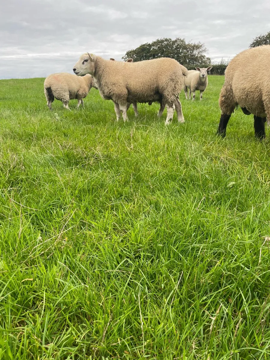 PBNR Texel ram lamb - Image 3