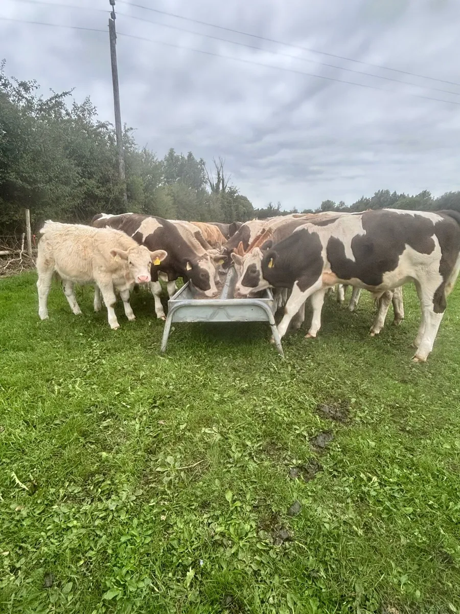 15 weaning bullocks - Image 3