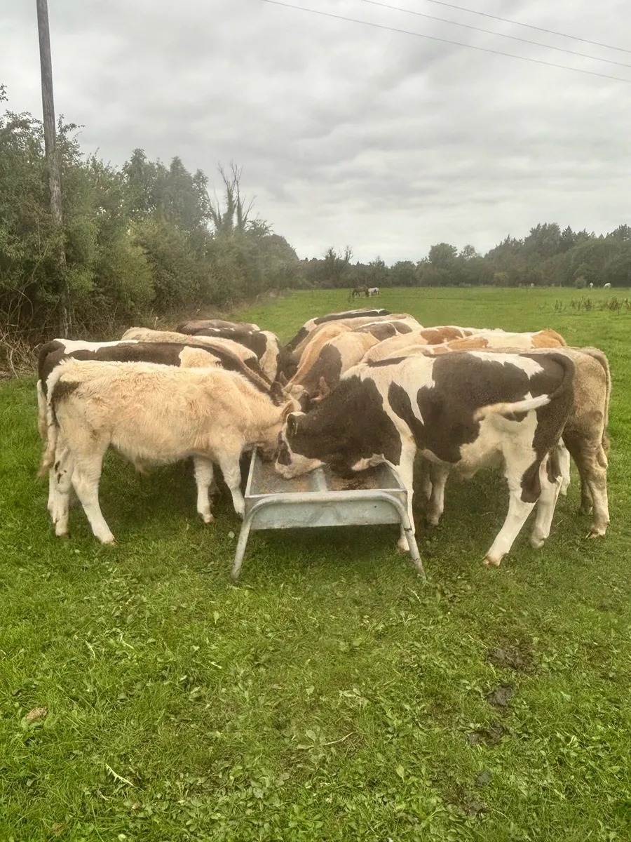 15 weaning bullocks - Image 1