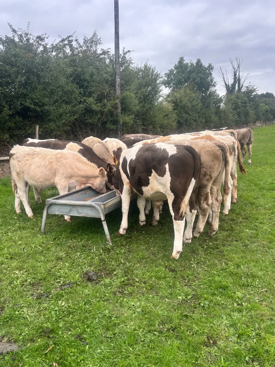 15 weaning bullocks - Image 2