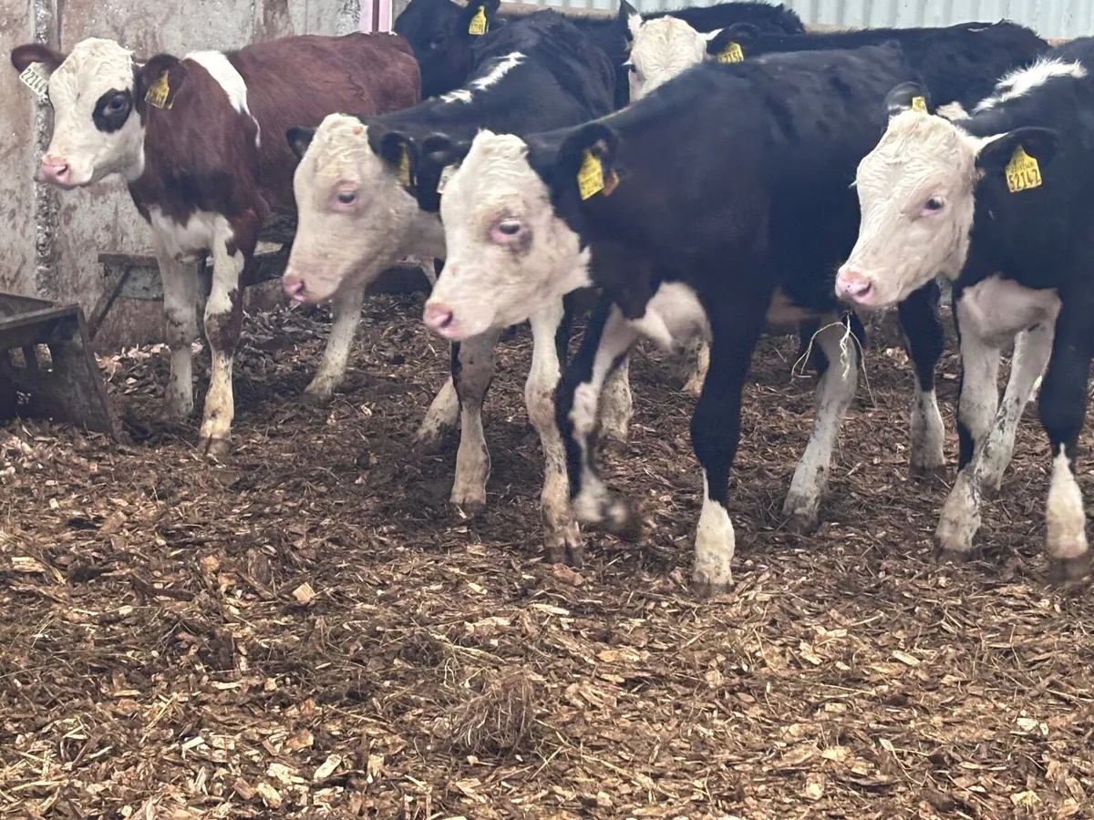 12 reared Hereford & Angus calves for sale @€440 - Image 2
