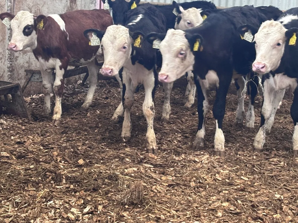 12 reared Hereford & Angus calves for sale @€440 - Image 3