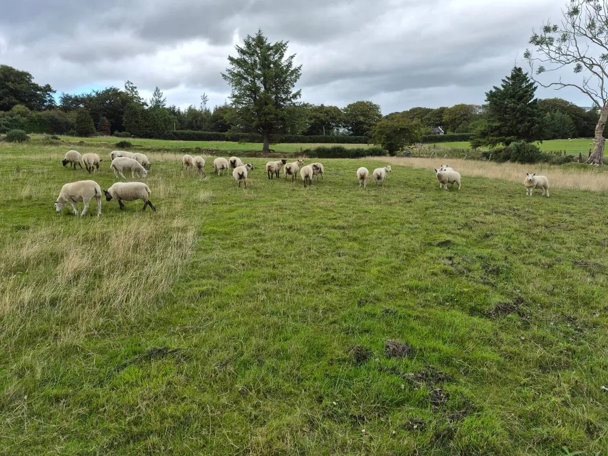 Hogget ewes - Image 2