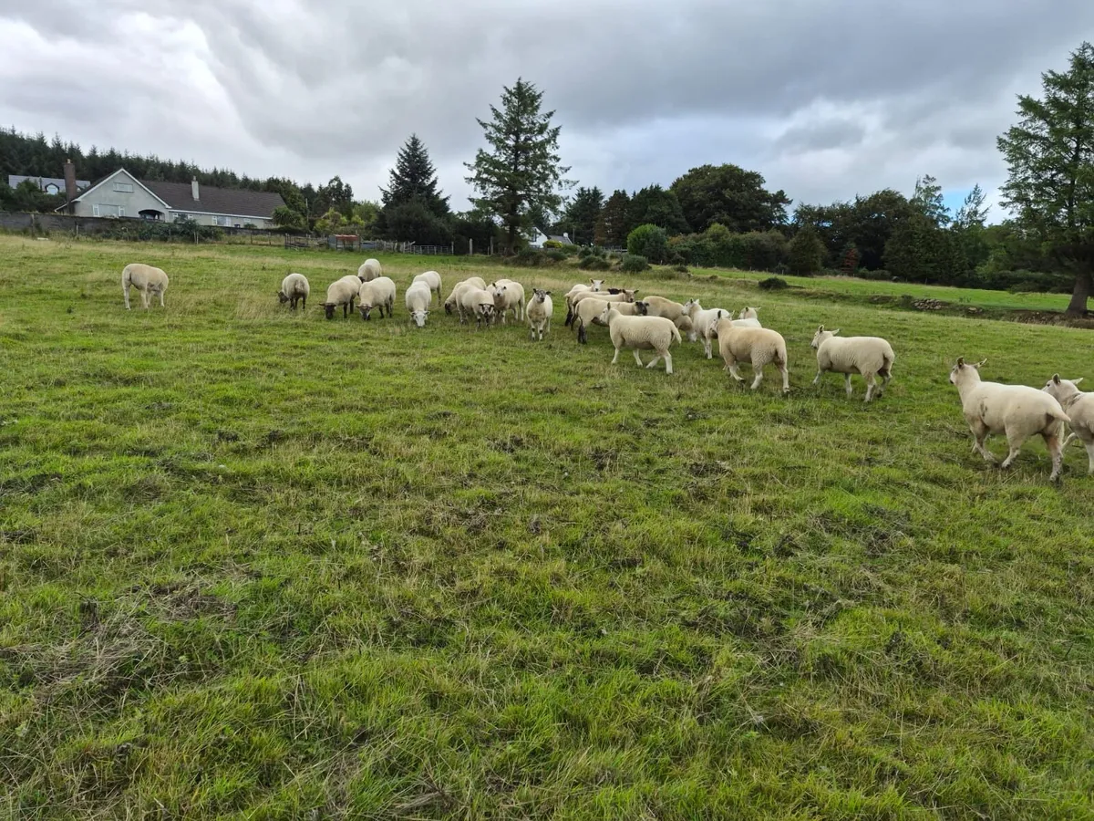 Hogget ewes - Image 3