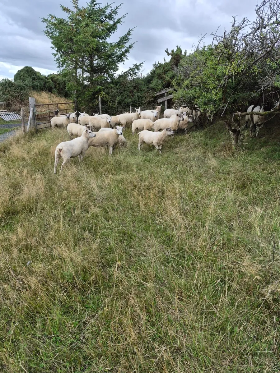 Hogget ewes - Image 1