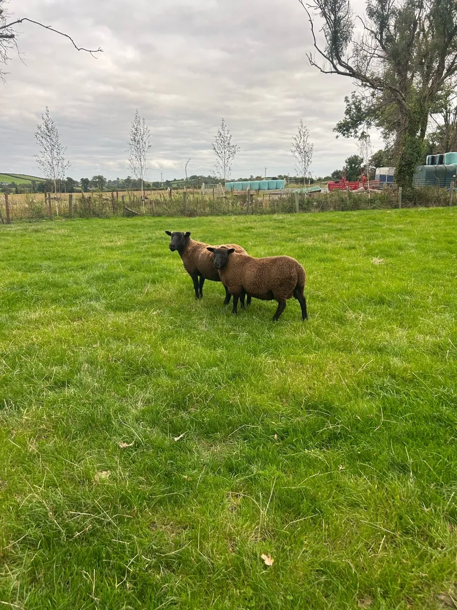 Black texted cross tip lamb - Image 1