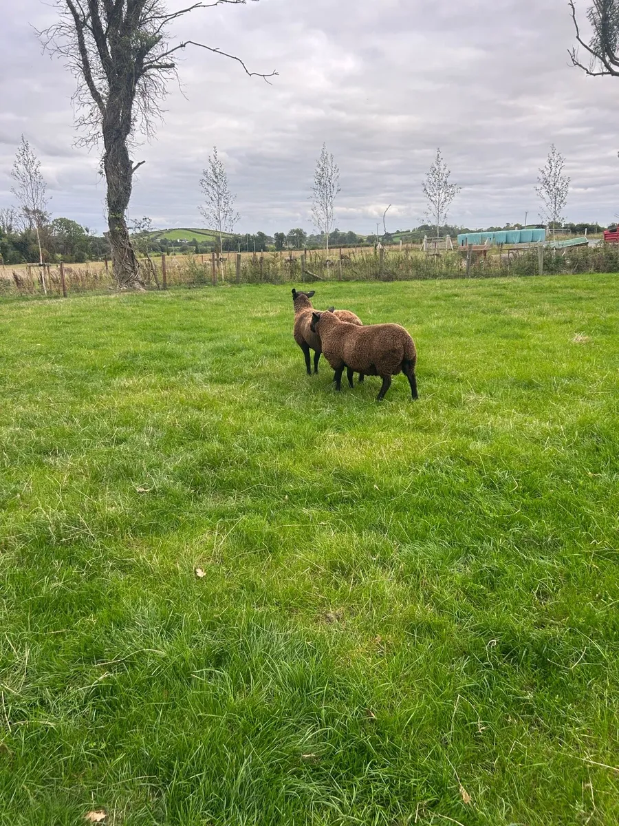 Black texted cross tip lamb - Image 2